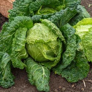 Chou de Milan Gros des Vertus